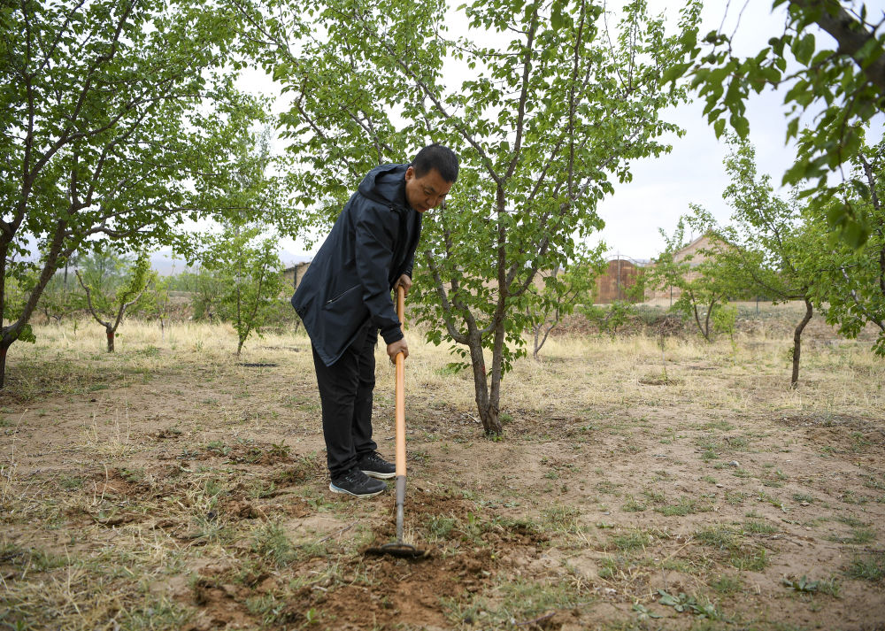 别墅庭院种什么植物_别墅庭院种植致富_别墅院子种植