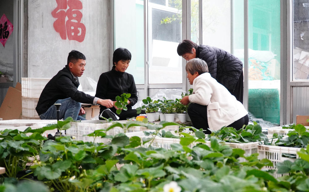 别墅庭院种植致富_别墅庭院种什么植物_别墅院子种植