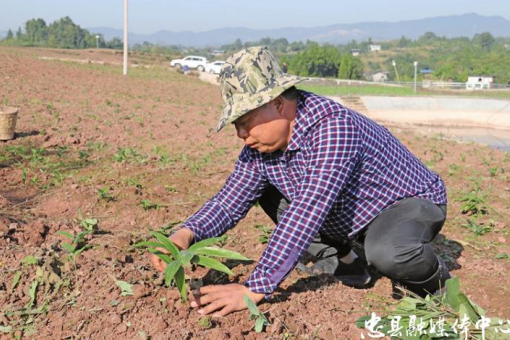 致富带头人刘大华：种下中药材 探出“致富方”