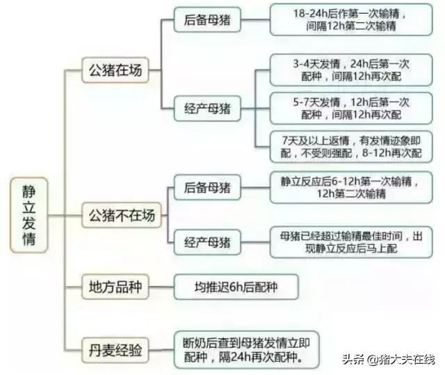 母猪配种成功的关键点有哪些？