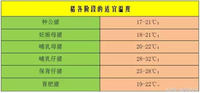 养平常母猪吃花生秧致富经_猪吃花生秧子的好处_母猪吃花生秧粉好吗