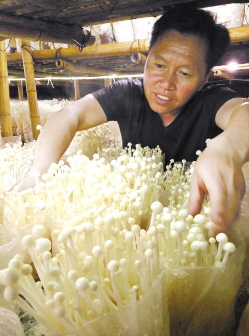 金针茹种植技术下载_金针茹种植条件_金针菇种植技术视频