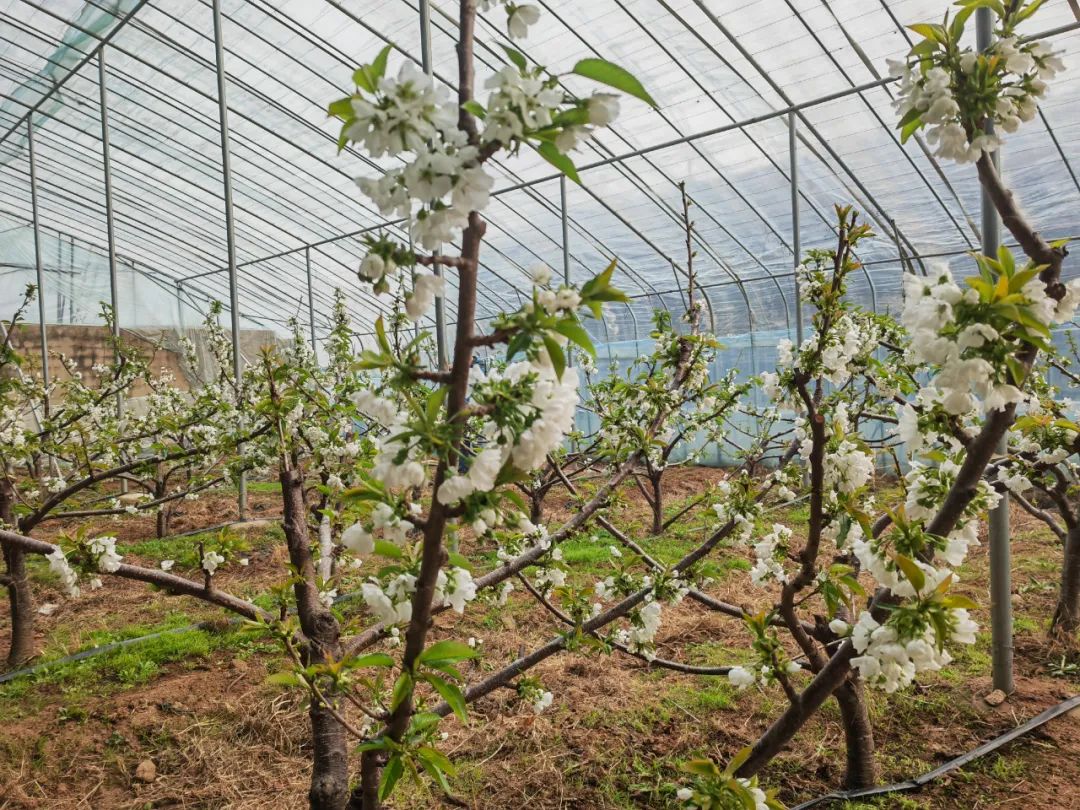 厉家寨樱桃种植专业合作社里的樱花