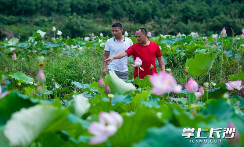 致富经莲藕种植_莲藕种植致富故事_致富种植莲藕故事视频