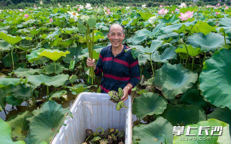 致富经莲藕种植_莲藕种植致富故事_致富种植莲藕故事视频