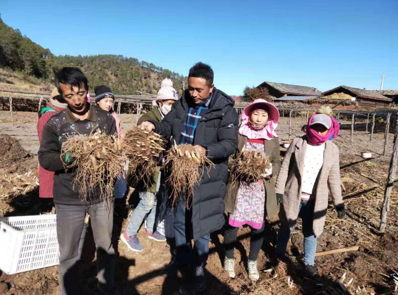 杨日木子：种植中药材带领群众脱贫致富