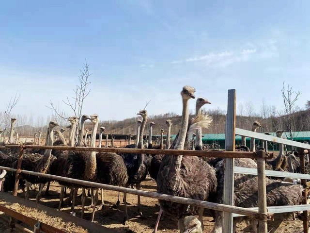 河南鲁山：鸵鸟托起致富梦