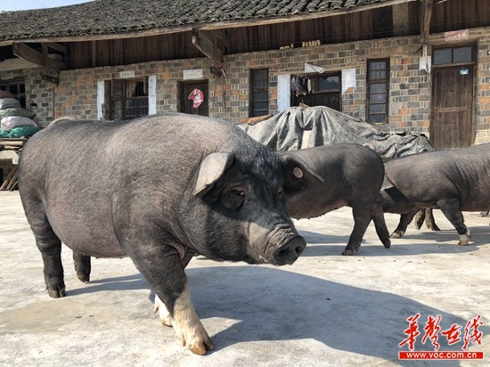 养殖黑蚂蚁致富_养殖黑蚂蚁有市场吗_黑蚂蚁养殖骗局