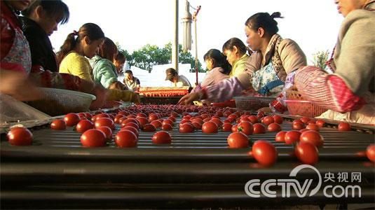 [致富经]“圣女果大王”的传奇财富