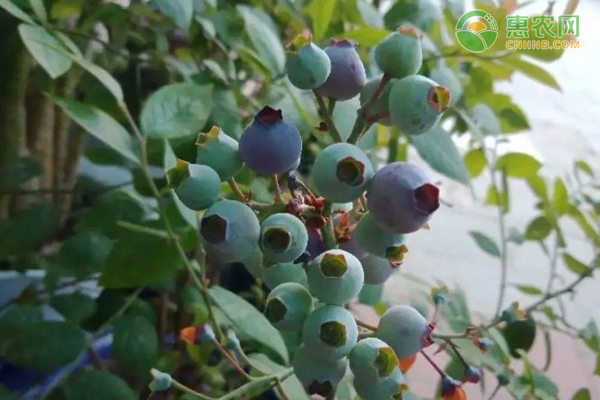 致富经的种植蓝莓_致富种植蓝莓怎么样_种植蓝莓收益