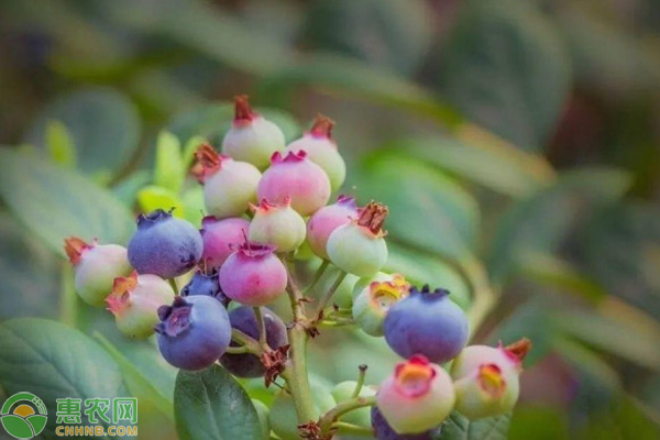 种植蓝莓收益_致富种植蓝莓怎么样_致富经的种植蓝莓