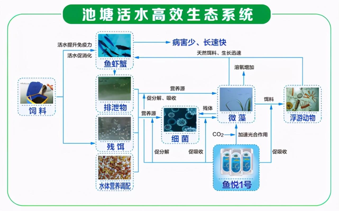 养殖大闸蟹赚钱吗_养殖大闸蟹加盟技术怎么样_大闸蟹养殖技术加盟