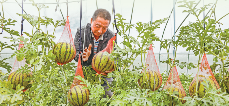 徐州沛县：西瓜种植有“甜头” 致富增收有“奔头”