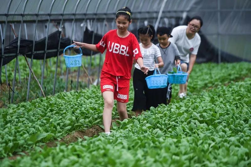 养鸡场大棚养殖的视频_大棚养殖鸡怎么样_大棚鸡养殖技术视频