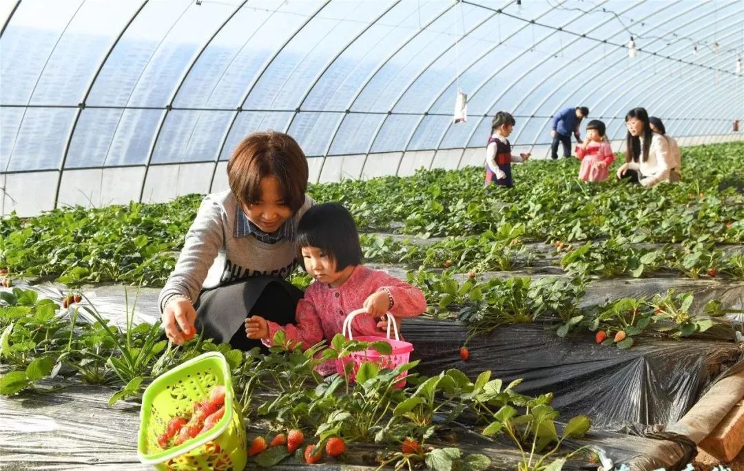 大棚养殖鸡怎么样_养鸡场大棚养殖的视频_大棚鸡养殖技术视频