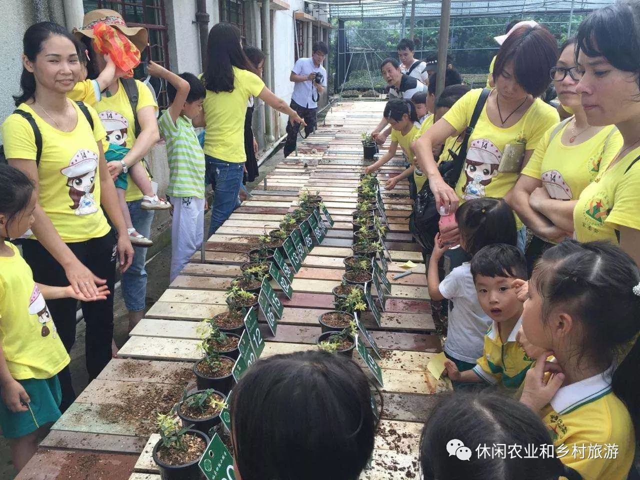 致富种植方法草药图片_种植致富药材_草药种植致富方法