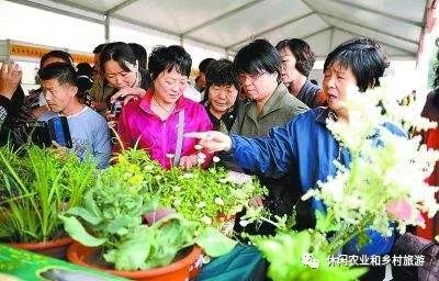 致富种植方法草药图片_种植致富药材_草药种植致富方法