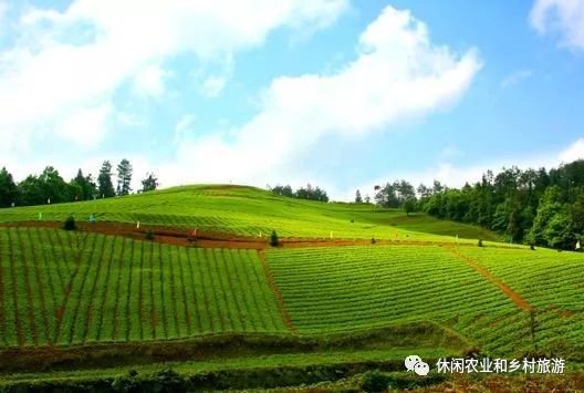 草药种植致富方法_种植致富药材_致富种植方法草药图片