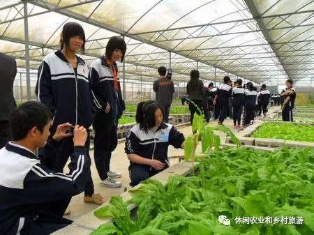 草药种植致富方法_致富种植方法草药图片_种植致富药材