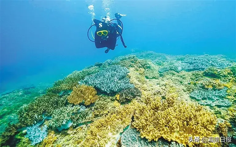 海南这个“海洋牧场”竟建在陆地上？就在万宁→