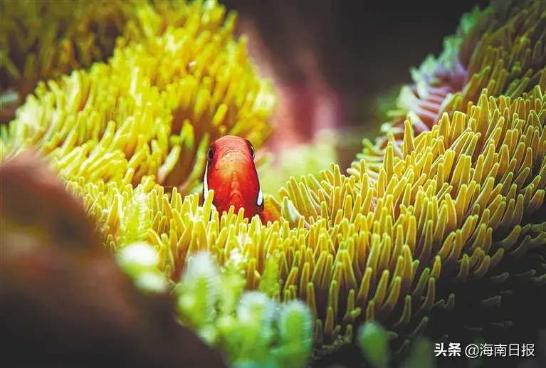 海水养殖小龙虾_海水观赏龙虾_海水龙虾养殖技术视频