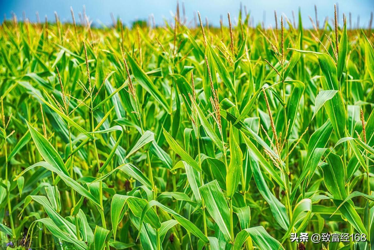 青贮玉米种植技术