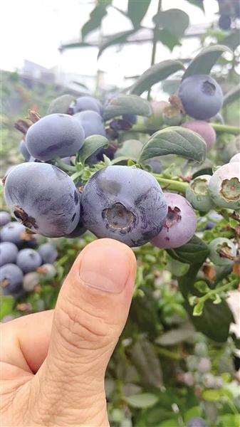 种植蓝莓挣钱吗_致富经的种植蓝莓_致富种植蓝莓怎么样