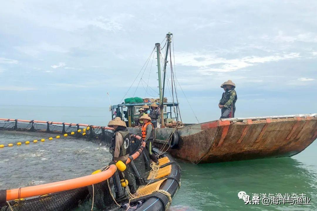 海水龙虾养殖技术视频_海水养殖小龙虾_海洋龙虾养殖