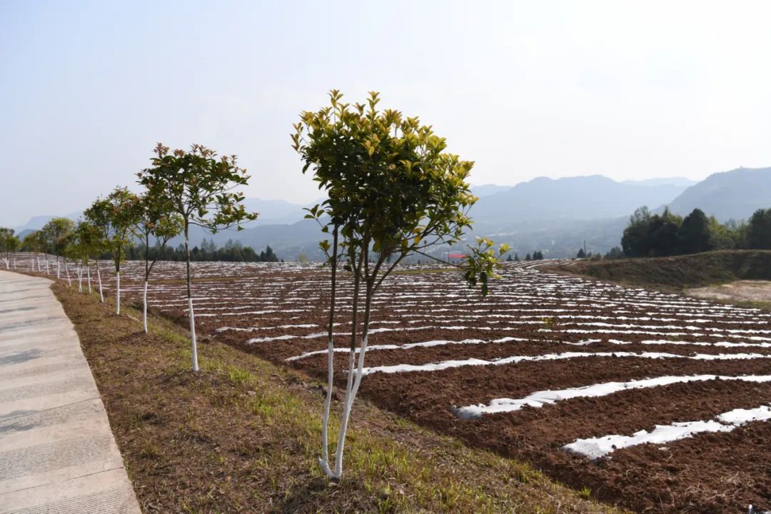 农村种植玉米致富经历_玉米种植大户致富_致富经种甜玉米