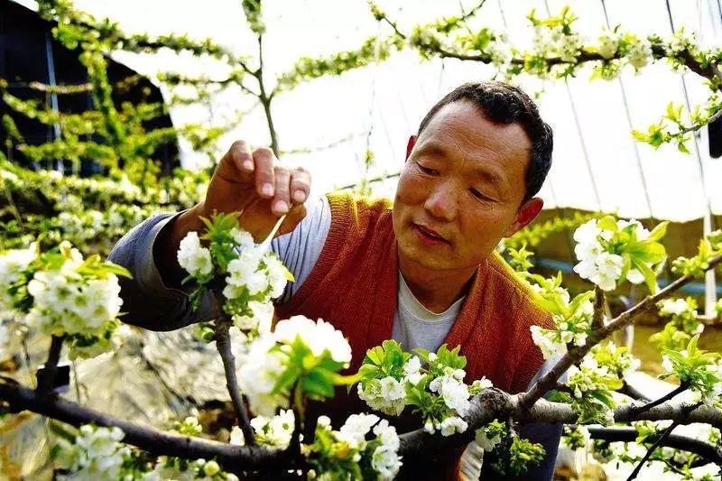 南方大樱桃种植技术视频_南方樱桃种植技术视频_南方种植大樱桃成功率有多大