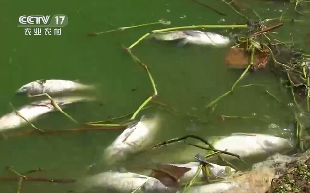 淡水虾的养殖技术视频视频_养虾致富经视频_致富经淡水虾养殖视频