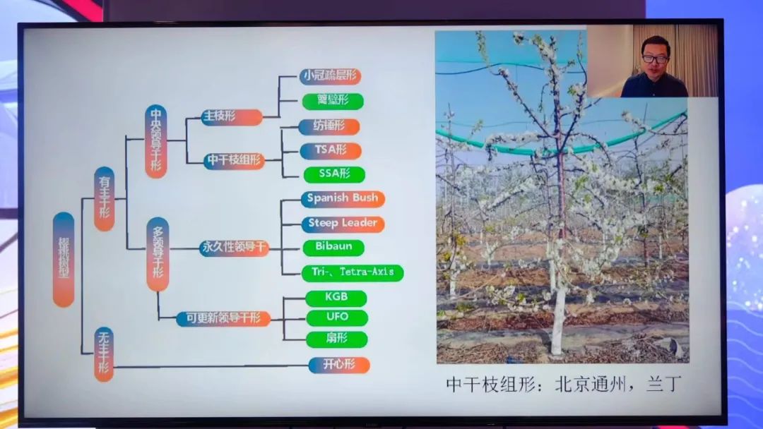 南方樱桃种植技术视频_南方大樱桃种植技术视频_南方樱桃栽培技术