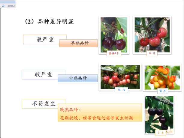 南方樱桃种植技术视频_南方大樱桃种植技术视频_南方樱桃栽培技术