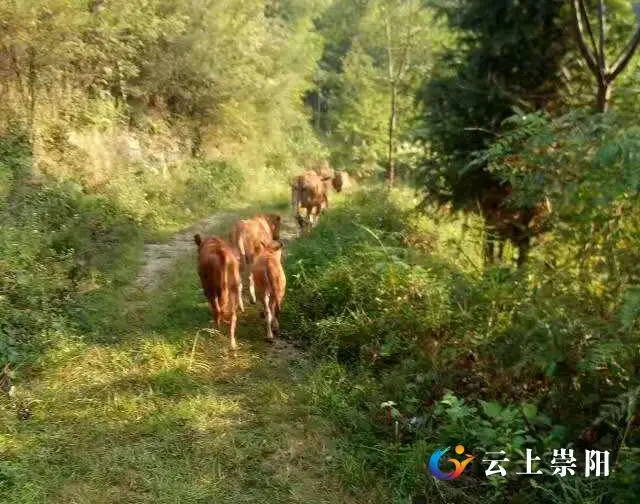 在湖北养殖什么好_湖北种植养殖_湖北女人养殖致富