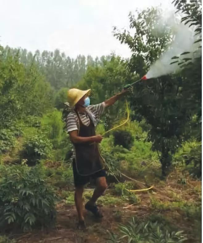 南方种植大樱桃成功率有多大_南方大樱桃种植技术视频_南方樱桃种植技术视频