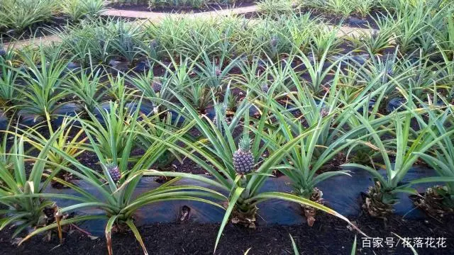 菠萝大棚种植技术视频_大棚菠萝种植技术_北方大棚菠萝