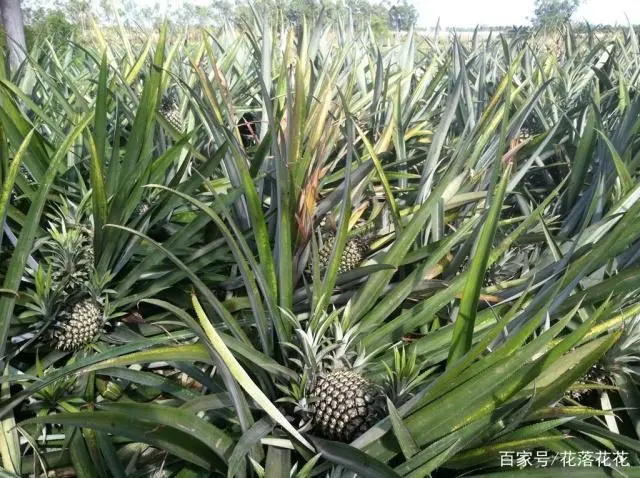 大棚菠萝种植技术_菠萝大棚种植技术视频_北方大棚菠萝