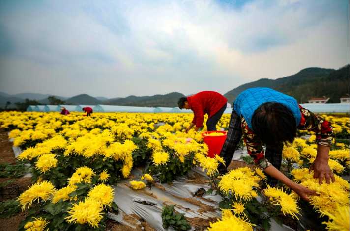 湖北养殖业什么最赚钱农村_在湖北养殖什么好_湖北女人养殖致富