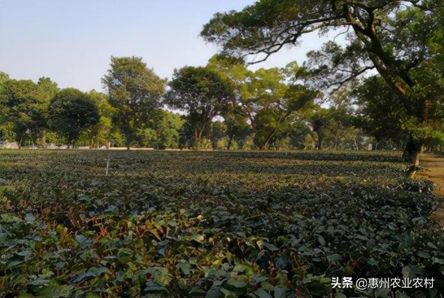 大棚菠萝种植技术_大棚种植菠萝视频_北方大棚菠萝