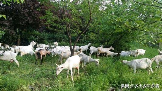 农村老人养殖致富_致富养殖老人农村有补贴吗_农村致富养殖项目大全