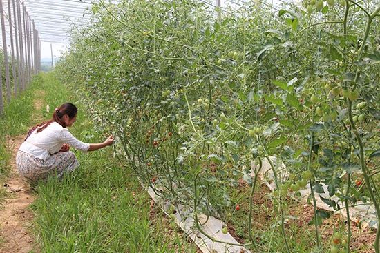 小蓟草的功效与作用图