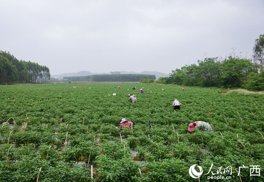 工人们在菜地里采摘辣椒。人民网 王功孝摄