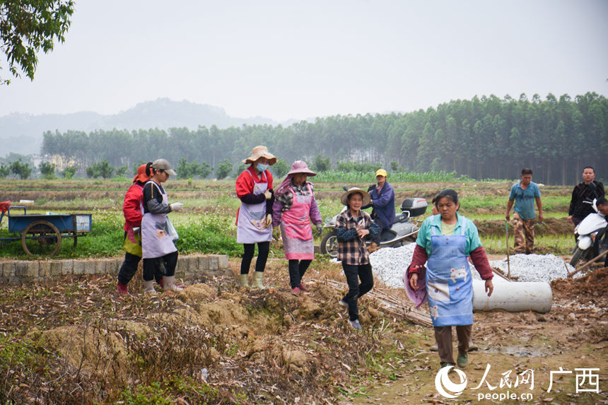 工人们准备进入菜地采摘辣椒。人民网 王功孝摄