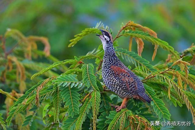 致富经养鸡小伙_致富经野猪_致富经2015野鸡视频