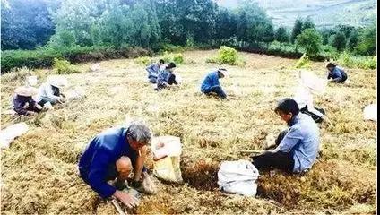 油牡丹种植致富_油用牡丹种植合作_牡丹致富种植油好吗