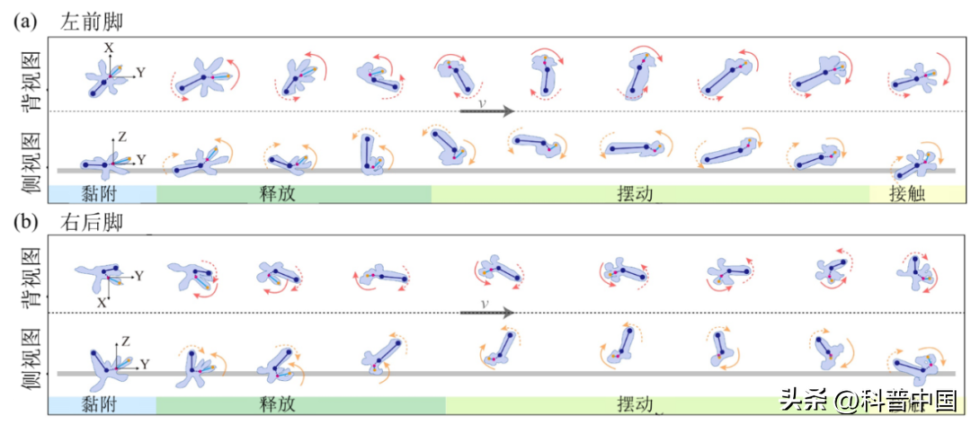 福州湖北壁虎养殖技术_养殖壁虎赚钱吗_福州养殖湖北壁虎技术怎么样