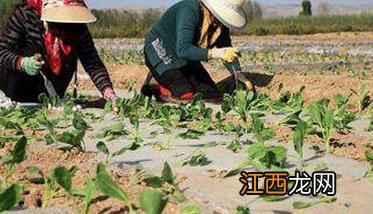 甘蓝栽培与病虫害防治 甘蓝种植方法与病虫害防治