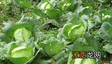 甘蓝栽培与病虫害防治 甘蓝种植方法与病虫害防治