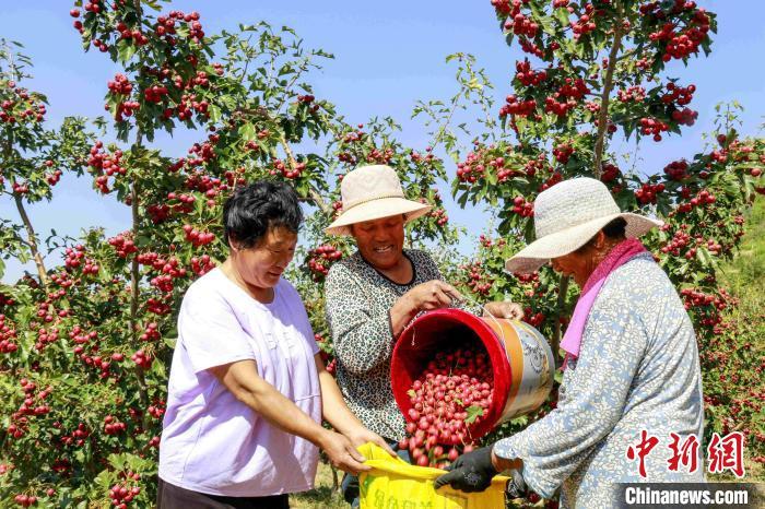 致富经卖玉米年赚4千万_致富经玉米芯_玉米致富经