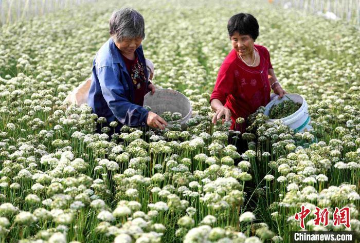 致富经玉米芯_致富经卖玉米年赚4千万_玉米致富经